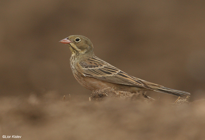      Ortolan Bunting Emberiza hortulana                       , ,  2009.: 